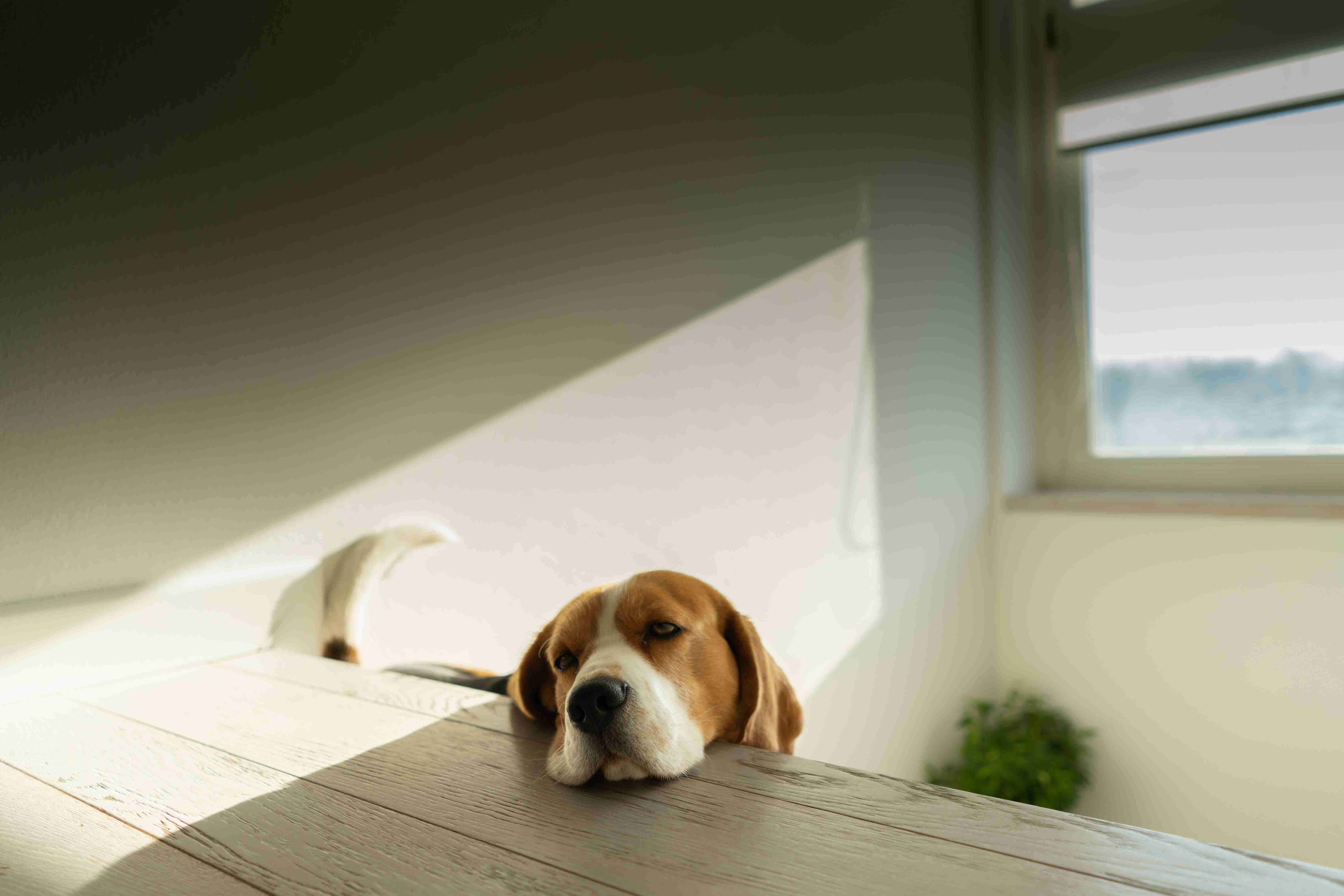 Beagle Anxiety: Tips for Helping Your Dog Cope with Loud Noises and Thunderstorms